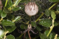 L'Argiope frelon ou Argiope fascie. Une femelle surveillant son cocon (Araneae - Araneidae - Argiope bruennichi)